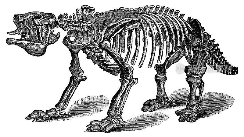 巨型地懒骨架(Megatherium Americanum) - 19世纪